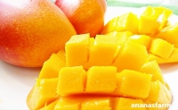 2024年 先行予約 栽培期間中 減農薬 アップルマンゴー  約1kg 2～4玉 アナナス農園 完熟 マンゴー 果物 フルーツ