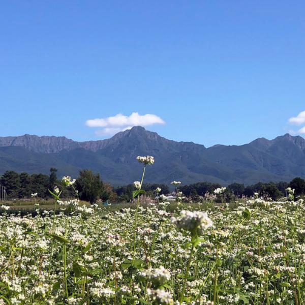 八ヶ岳のとろろそばセット 冬掘りシャキシャキ 無農薬 信州そば 長芋 そばつゆ 諏訪 長野 山梨