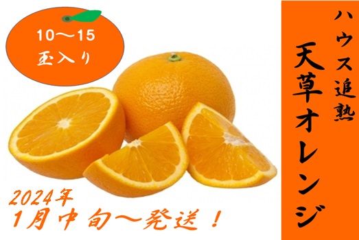 ハウス追熟 天草オレンジ(10玉～15玉入り）〇2024年1月中旬頃から発送　※離島不可