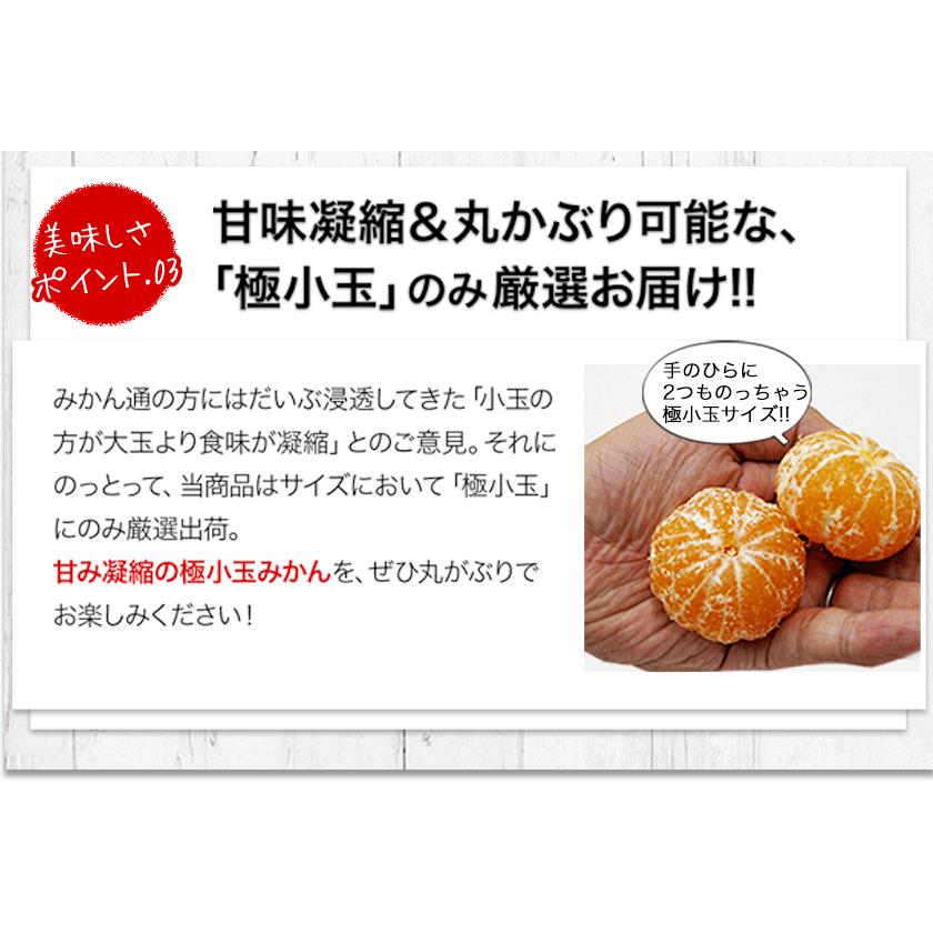 小玉 みかん 訳あり 送料無料 ミカン わけあり 小玉 小粒 送料無料 フルーツ お取り寄せ 1kg 温州 果物 3s-sサイズ 11月中旬-12月上旬頃より発送予定