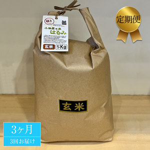 志村屋米穀店 令和5年産新米小田原市産　はるみ(玄米) 　新米　5kg　＜出荷時期：10月中旬より順次出荷開始＞