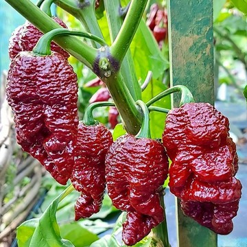 🌶️（巧克力 幽靈傑米 辣椒種子）新種上市 （超辣）高度約為100CM  庭院陽台盆栽種 可食用辣椒種子易種植