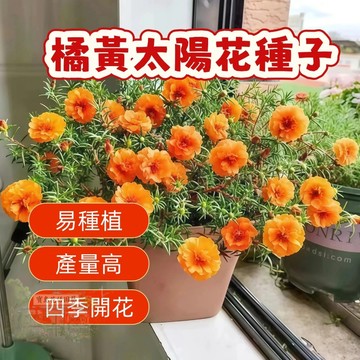 🌹 橘黃太陽花種子  四季種植 稀有重瓣 四季播種松葉牡丹易活開花不斷室內外陽臺種植 觀賞花卉種子 超低價