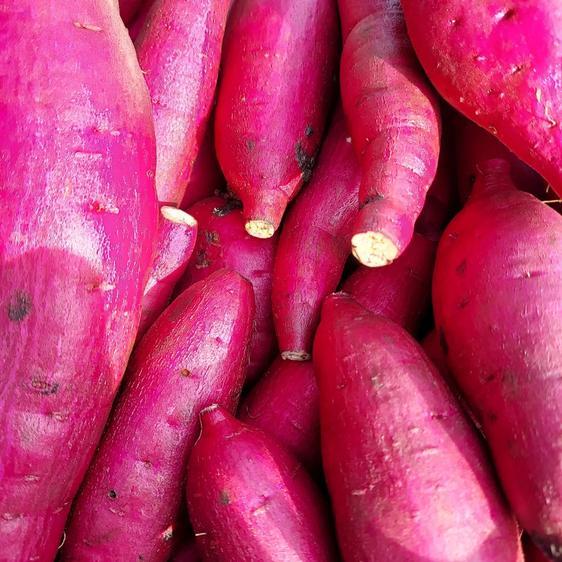 野菜 さつまいも さつまいも  紅はるか 5kg 熊本県産 産地直送