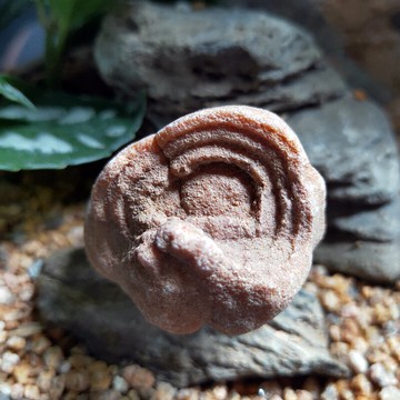 撒哈拉沙漠之眼原石水晶沙漠原石 高頻水晶 神奇之眼