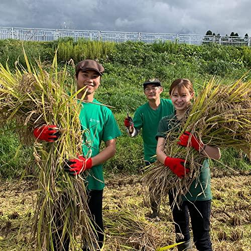 水菜土農園新米 令和5年産 秋田県産 あきたこまち 20kg (5kg×4袋) 古代米お試し袋付き