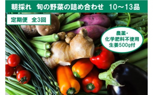 『定期便全3回』栽培期間中に農薬不使用の生姜200gと旬の野菜詰め合わせ10～13品目 旬の野菜 定期 生姜 野菜 健康 詰め合わせ セット 採れたて おいしい 美味しい 自然 新鮮 故郷納税 ふるさとのうぜい 返礼品 高知県 高知 36000円