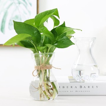 水培植物玻璃花瓶花盆透明