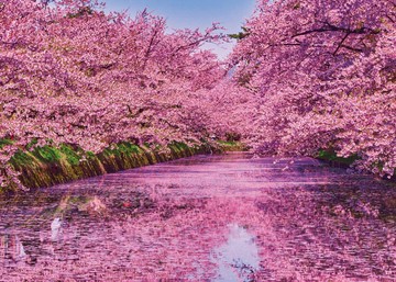 HC - 臺灣製520片拼圖  櫻花水岸 520J-064