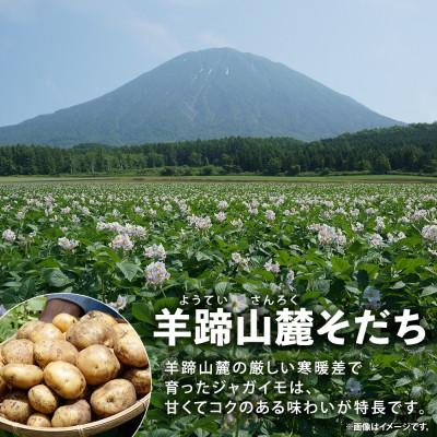 ふるさと納税 倶知安町 北海道倶知安町産 じゃがいも「男爵」Lサイズ 10kg 馬鈴薯 産地直送