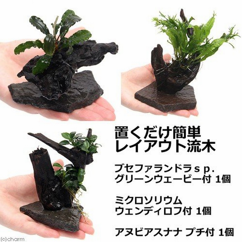 買い取り 2個 水作 水草の安心おもりM 水草育成