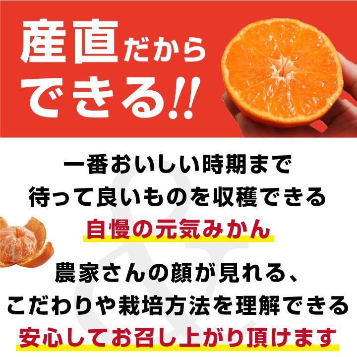 みかん 元気みかん 5kg 秀品 愛媛県産 S〜Lサイズ 浜風農園 数量限定 -S10J ミカン 小玉 大玉 甘い おいしい 旬の果物 産地直送 お歳暮 プレゼント 送料無料