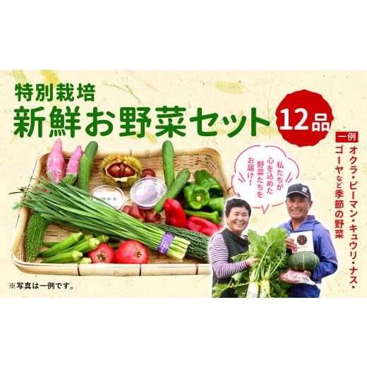 ふるさと納税 宮崎県 えびの市 特別栽培 季節のお野菜セット 12品 おまかせ