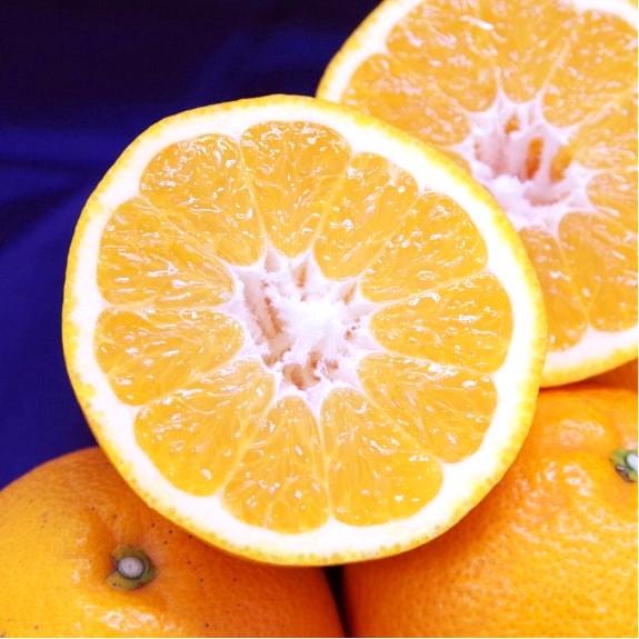 いよかん 伊予柑 家庭用 4.5kg 愛媛県産みかん みかん 柑橘類 予約商品