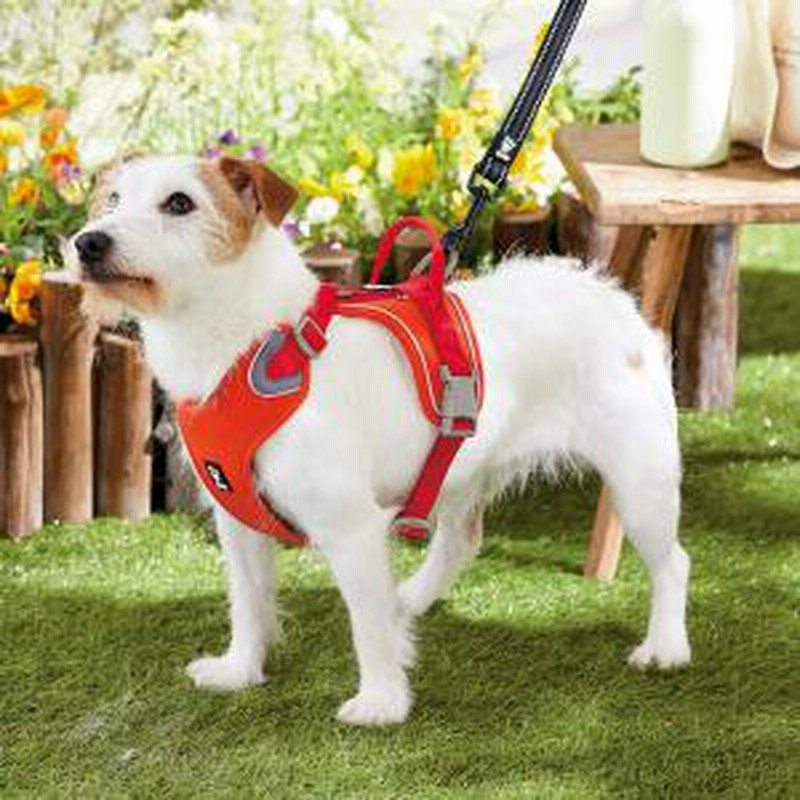 フルッタ ウォーリアハーネス レッド・40-45 犬用ハーネス 通販 LINEポイント最大7.0%GET | LINEショッピング フルッタ ウォーリアハーネス レッド・40-45 犬用ハーネス 通販 LINEポイント最大7.0%GET | LINEショッピング