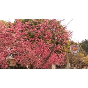 台中｜賀歲折$500｜雲也居一採果.暖心暖胃薑料理.泰安派出所櫻花林.甕缸雞料理.橙居台中二日｜高雄台南_26KHHTXG12