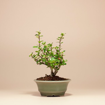 【花果植物】送禮推薦 迷你盆栽 辦公室植栽