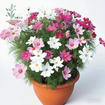 青禾園藝（波斯菊種子）格桑花種子秋櫻花海種子 陽台庭院盆栽 純潔之花 幸運花 無情的開花機器多年生食用花種子#台灣自留種