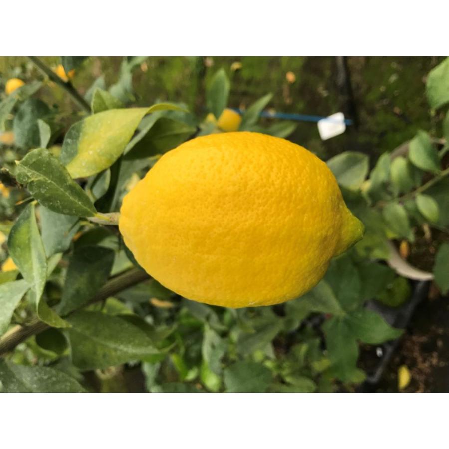 レモン 苗木 リスボン鉢植え 家庭菜園 簡単 檸檬 lemon［小］ 柑橘 果樹 れもん