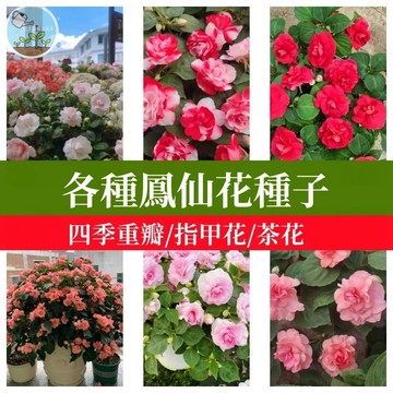 台灣原生重瓣茶花鳳仙花種子 四季開花易種陽台盆栽 庭院花卉種植 爆花神器 花仙子同款 新手園藝推薦