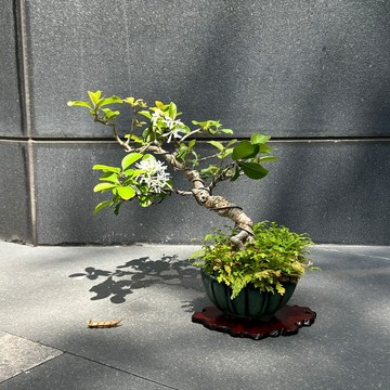 流蘇∣中品盆景樹 盆栽