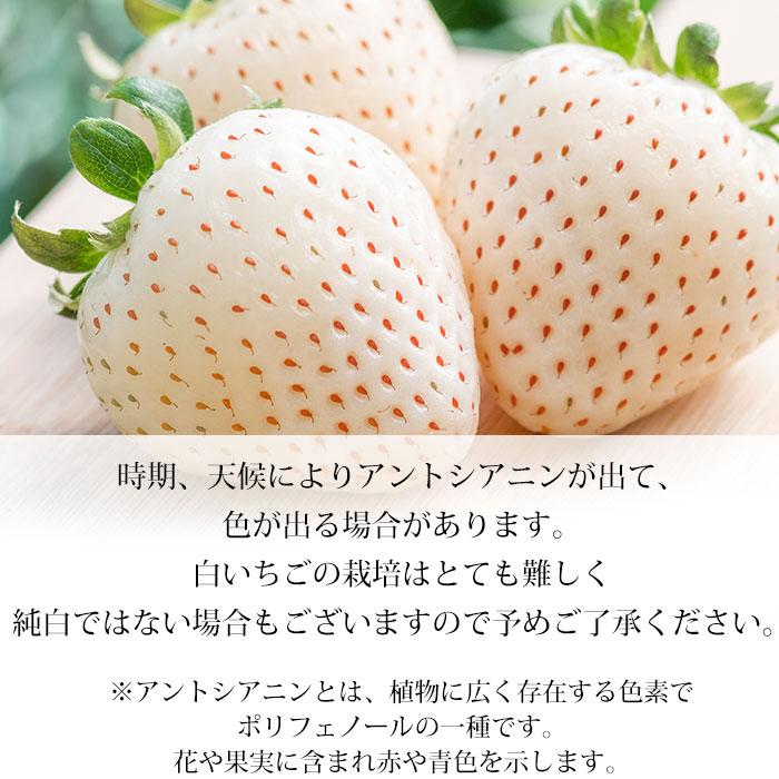 いちご 佐賀県産 白い宝石 9〜18粒 白いちご 桐箱入
