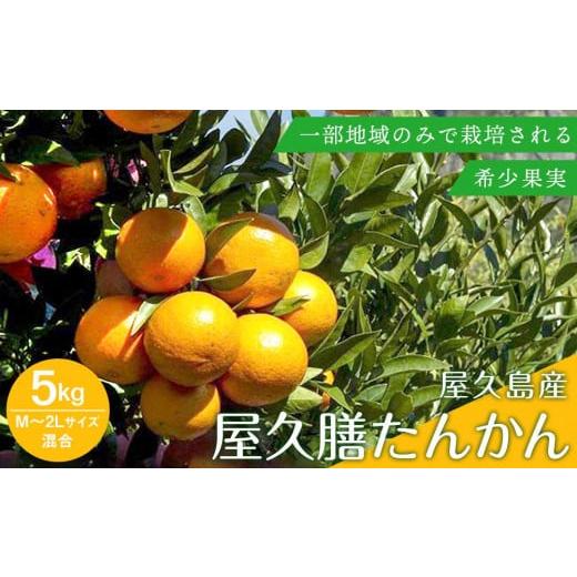 ふるさと納税 鹿児島県 屋久島町 屋久膳旬果『屋久膳たんかん』5kg・混合（M〜2Lサイズ おまかせ）