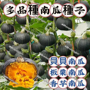 台灣現貨💥貝貝南瓜種子（100粒）板栗小南瓜 南瓜種子 蜜本南瓜 香芋南瓜 高產量 四季蔬菜種植 庭院蔬菜種子 蔬菜種子
