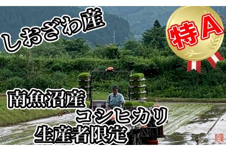 生産者限定 契約栽培 南魚沼しおざわ産コシヒカリ10Kg（5Kg×2袋）