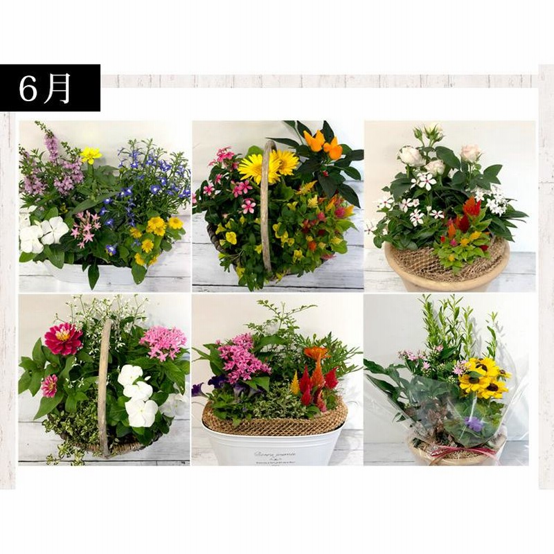 寄せ植え おしゃれ プランターが選べる 季節のおまかせカントリーガーデン 旬のお花をたっぷり 鉢植え お祝い 花 誕生日プレゼント クリスマス 贈り物 通販 Lineポイント最大0 5 Get Lineショッピング
