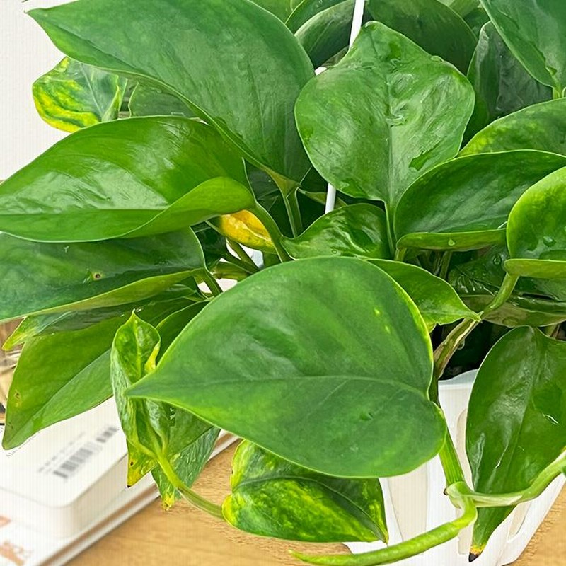 テルノキャスト　ポトス　5号　観葉植物　ハンギング 楽天市場】観葉植物 ポトス テルノ No.018 ラブソング 5号鉢