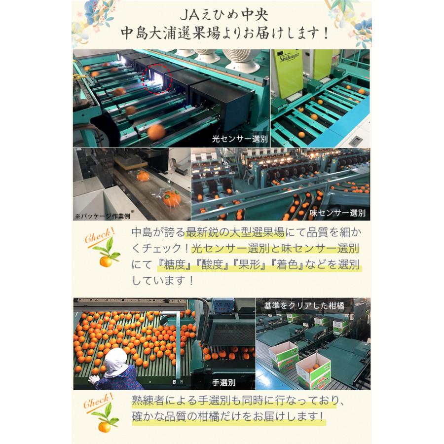 お歳暮 みかん 紅まどんな 青秀 4L〜Lサイズ 5kg 愛媛県産 JAえひめ中央 中島選果場 ミカン 蜜柑 ギフト お取り寄せ