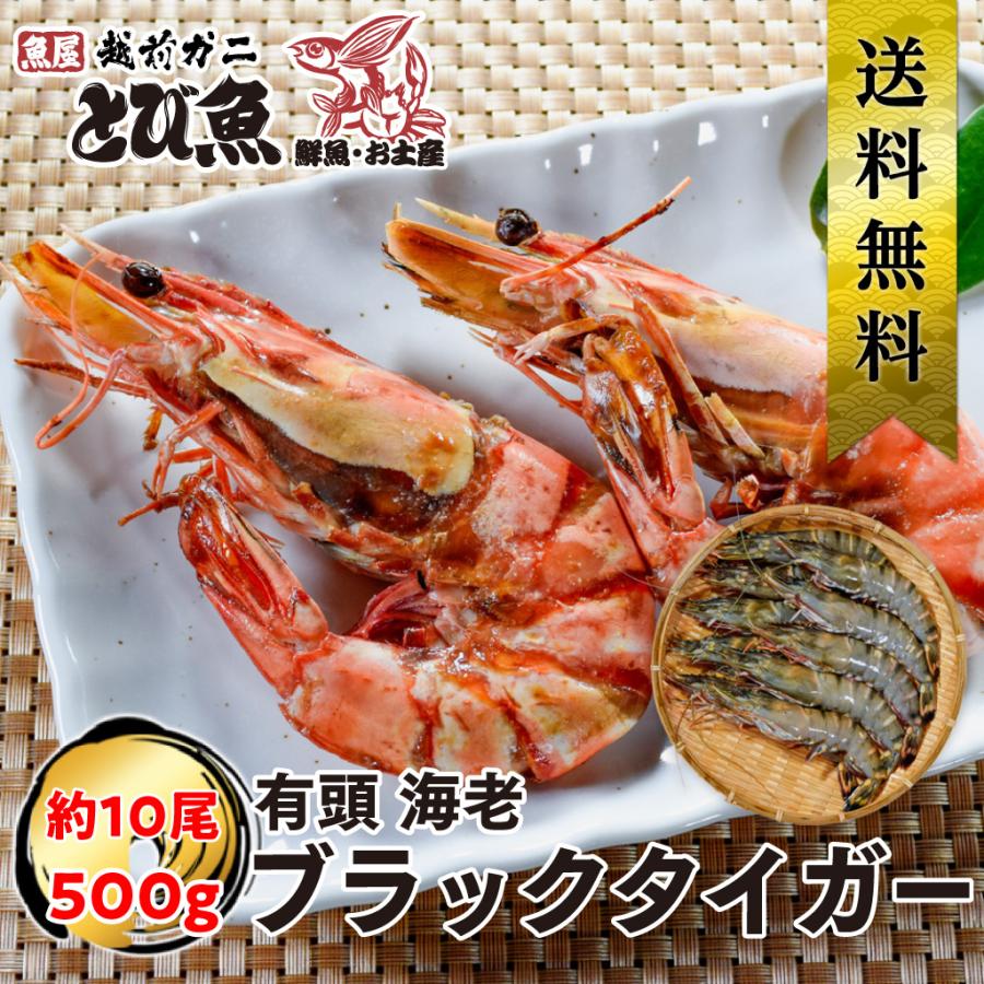 有頭ブラックタイガー 500g (約10尾) 1尾当たり18〜19cm 特大サイズ エビ 専門店・料亭の味 業務用 お徳用 送料無料