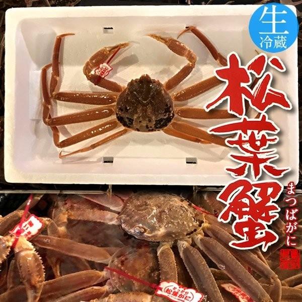 松葉ガニ タグ付き 松葉蟹［特大］800g 活まつばがに 生きたまま 新物 鳥取県産 生 マツバガニ 日本海ズワイガニ［お歳暮 2023 ギフト 御歳暮］