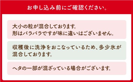 王様のいちご 摘みたてこおりいちご 1kg（冷凍いちご）いちごさん さがほのかフルーツ 果物 イチゴ [HAF012]