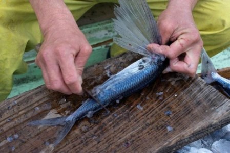 飛魚開き塩干 7尾