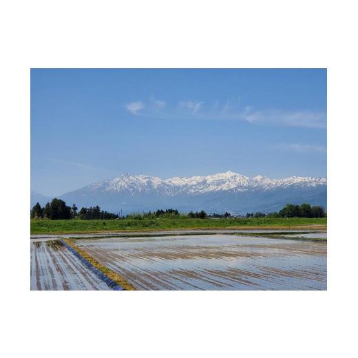 ふるさと納税 新潟県 上越市 食べ比べセット 越後かに米こしひかり＆新之助 各5kg