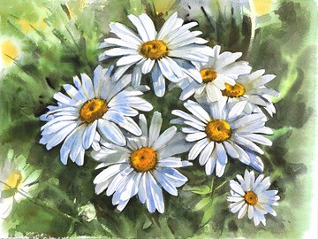 藝術家 Irina Zhunaeva 的雛菊原創水彩畫