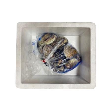 ふるさと納税 九十九里地 はまぐり 1.3kg 蛤 魚貝類・はまぐり・蛤・地ハマグリ 千葉県九十九里町