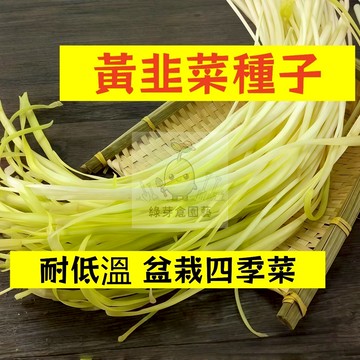 🌱【現貨-隔日到店】黃韭菜種子JC-5 適應力強 不挑土壤 高產一年種植多年收穫 韭黃 韭菜花 田園庭院盆栽四季蔬菜種子