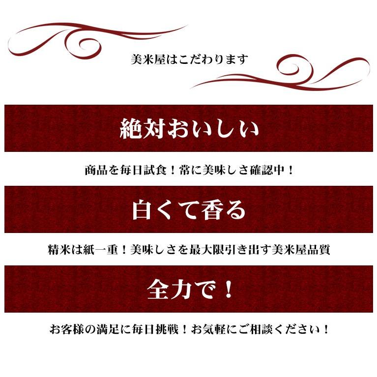 新米 お米 10kg 白米 送料無料 コシヒカリ 5kg×2袋 愛知県産 こしひかり 令和5年産 米 あす着く 食品 北海道・沖縄は追加送料