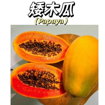 【台灣現貨】矮種木瓜樹種子｜低矮陽台專用｜盆植果樹首選｜結果率高｜甜嫩多汁｜生長快速 果肉飽滿，甜度高 氣味香濃