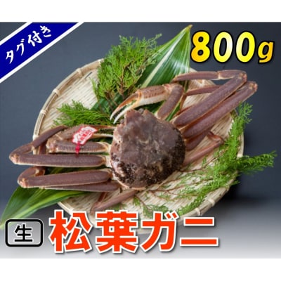 タグ付き生松葉ガニ(大800g)