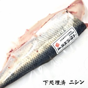 白子入り・ニシン（生冷凍）超特大　１尾入（山陰浜坂産）（にしん、鰊、子持ち）