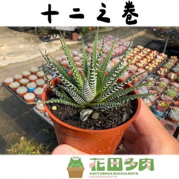 《花田多肉》🌵【十二之卷】 3吋盆 多肉植物/仙人掌/百合科/阿福花亞科/多肉