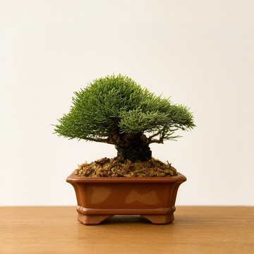 小品盆栽・一葉松