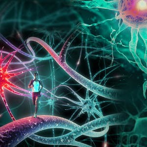 Advanced Neurobiology II