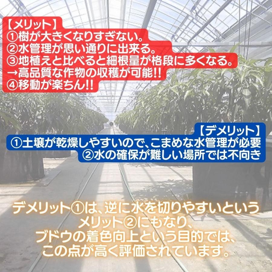 ルートラップポット　30A（0.5mm厚）200L　5枚1セット　80cm×40cm　100％ ポリエステル　不織布　タイプ　果樹栽培　農業資材　ブドウ　育成　ポット