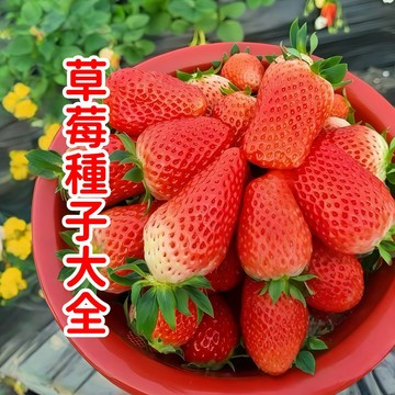 現貨速發【草莓種子大全】四季草莓種子  高發芽率  新鮮採收  適合陽台盆栽  家庭園藝 易栽培 快開花結果 新手易種植
