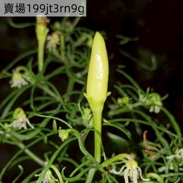 🌶️【 UC x CM x PF辣椒種子】🌶️ （白花）細葉 果莢平均長 2.0釐米，寬 1.0釐米，合適室內種植